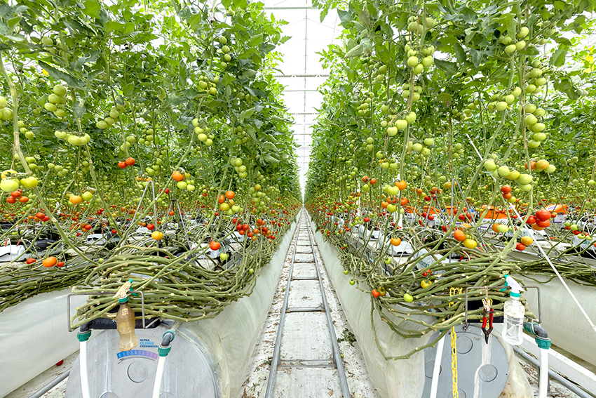 長期多段取りの菜園